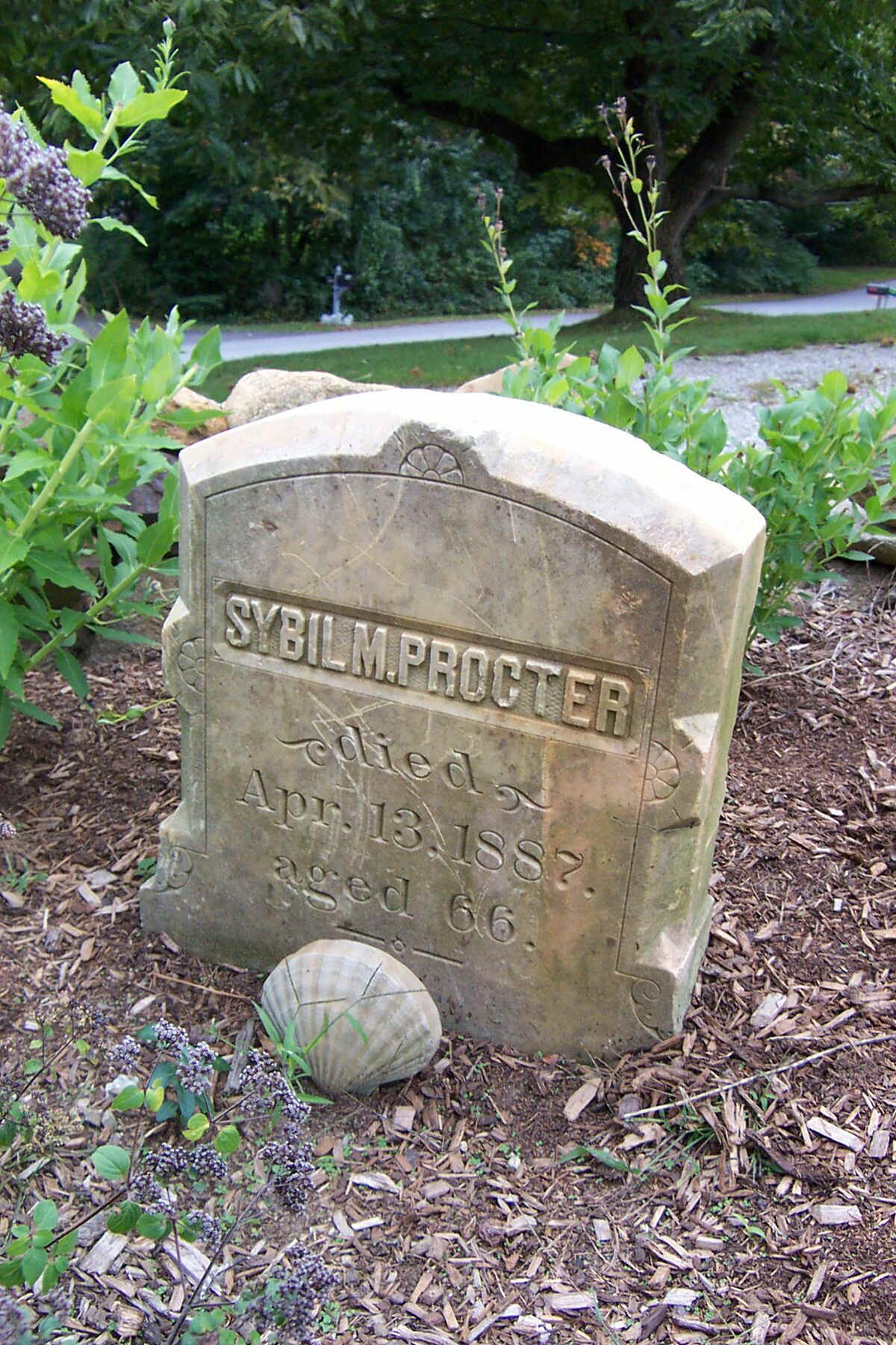 sybilprocto.jpg (537619 bytes)
